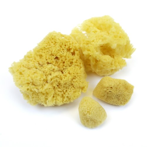 Sponges Sponges