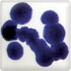 Cobalt Blue Spectrum Dry Crystals