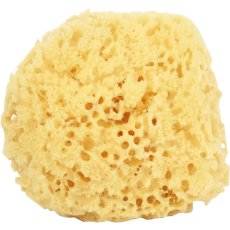 Natural Sponge