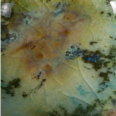Mountain Moss Mayco Jungle Gem