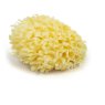 Natural Sponge Off Cuts