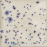 Indigo Rain Mayco Stoneware Glaze