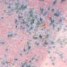 Speckled Flux Amaco Crawls Glaze Speckled Flux Amaco Crawls Glaze